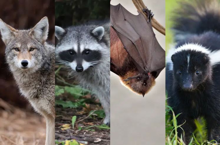 A skunk, coyote, bat, and raccon.